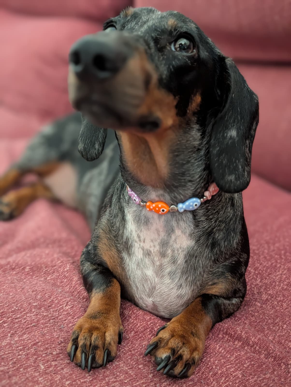 🐟 Collar "Pescaditos" 🐟