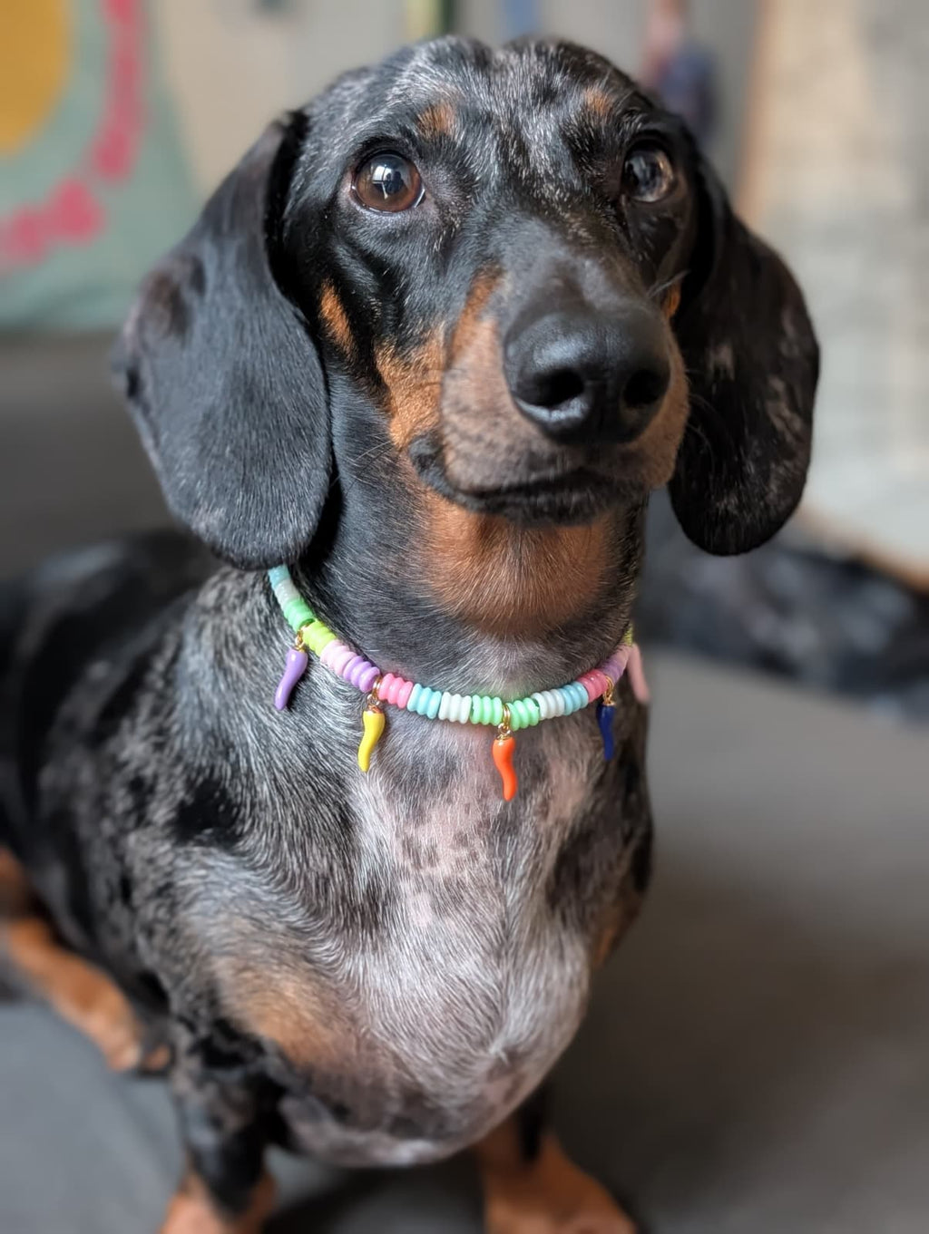 🌶️ Collar "Spicy Chilli" 🌶️