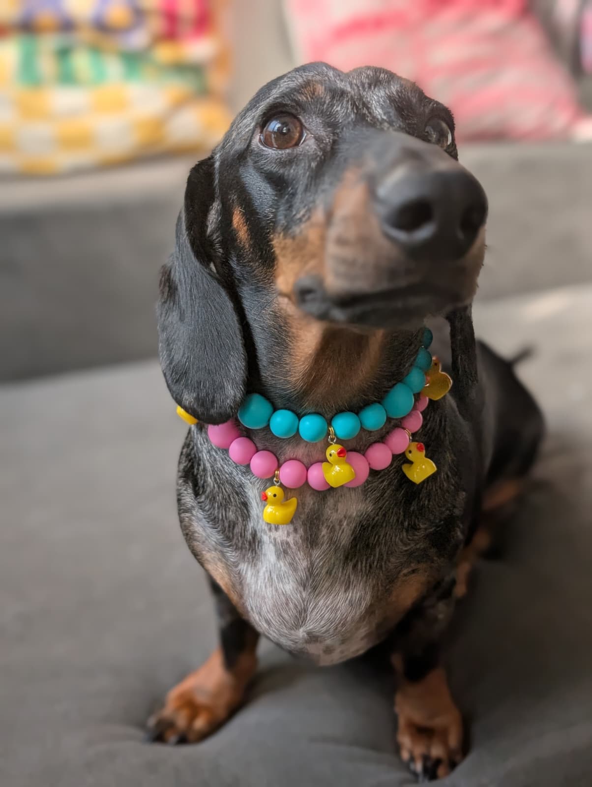 🐤 Collar "Cuack" 🐤