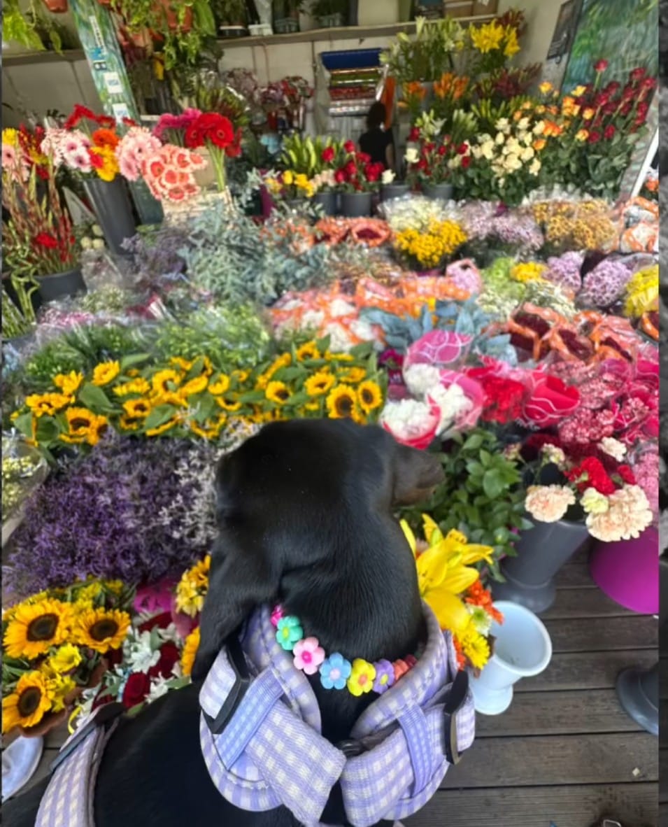 🌺 Collar "Flower Power" 🌺