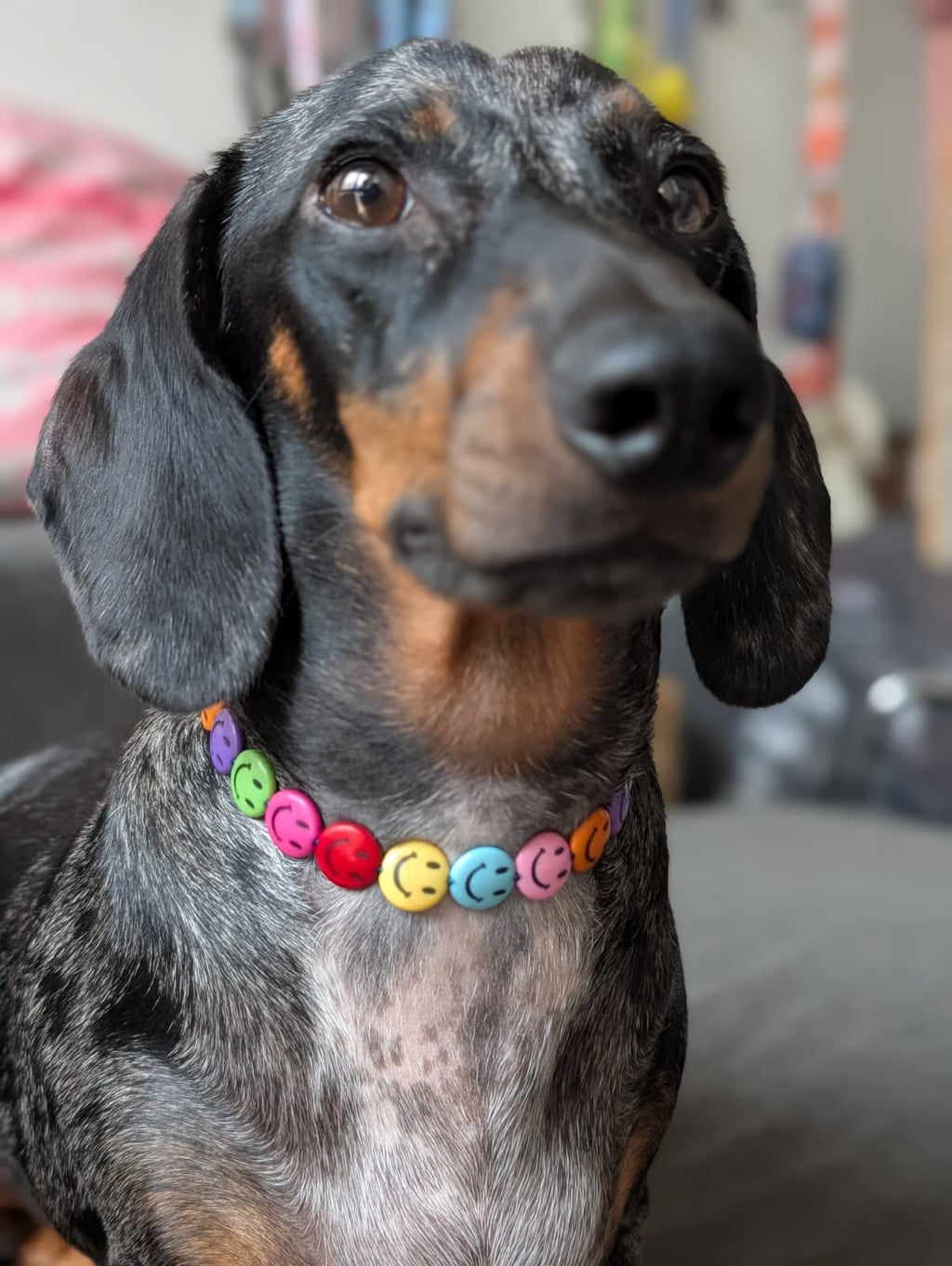 😊 Collar "Happydog" 😊