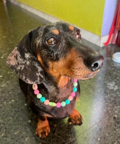 💫 Crea tu collar 💫