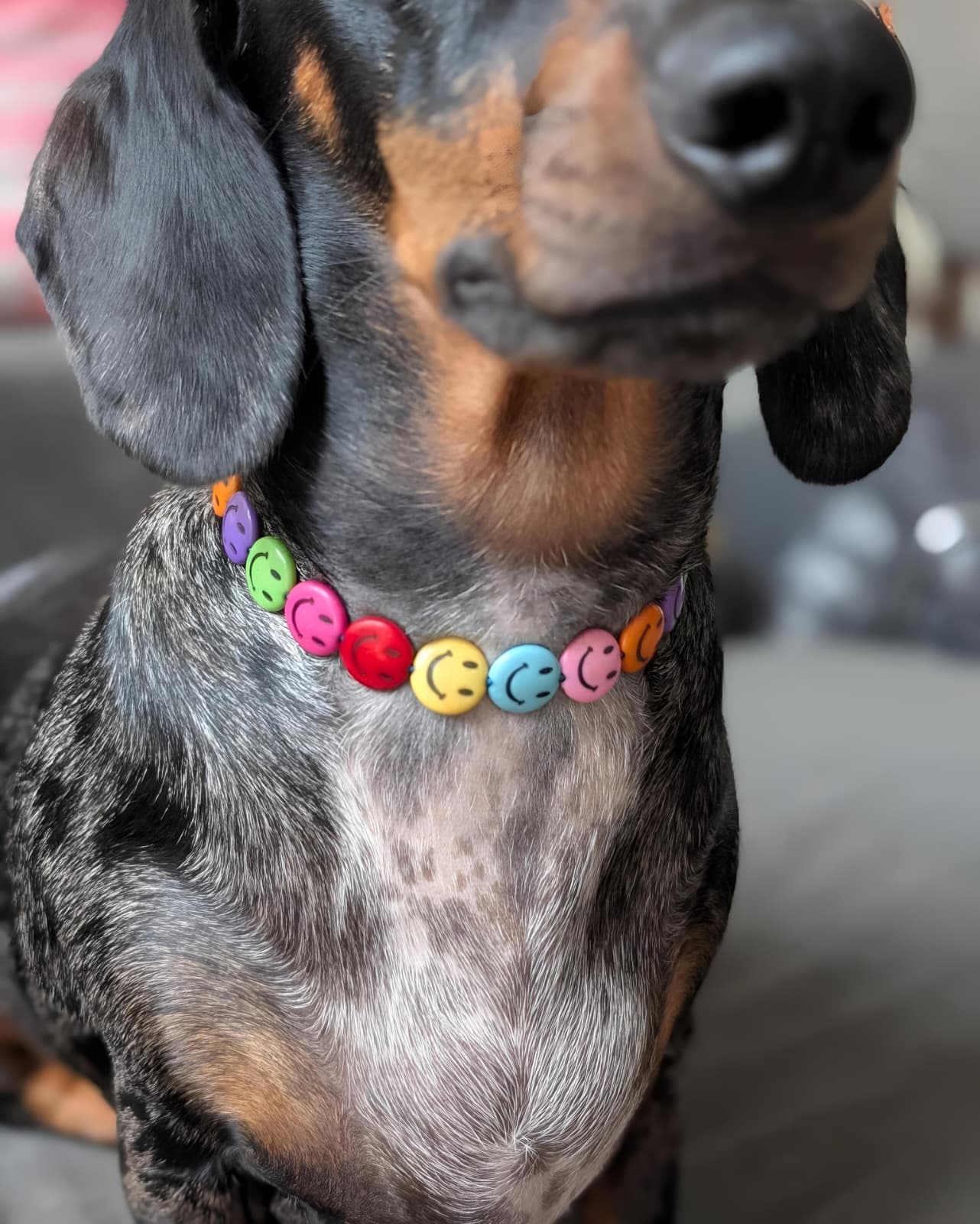 😊 Collar "Happydog" 😊