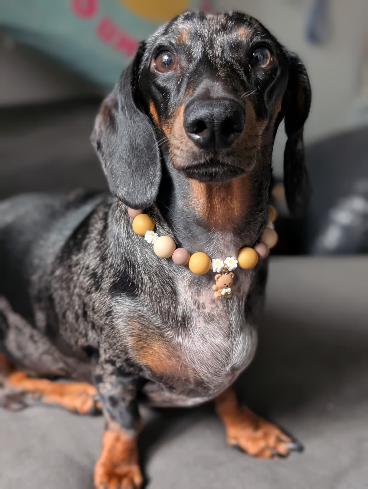 🐻 Collar "Teddy Bloom" 🐻