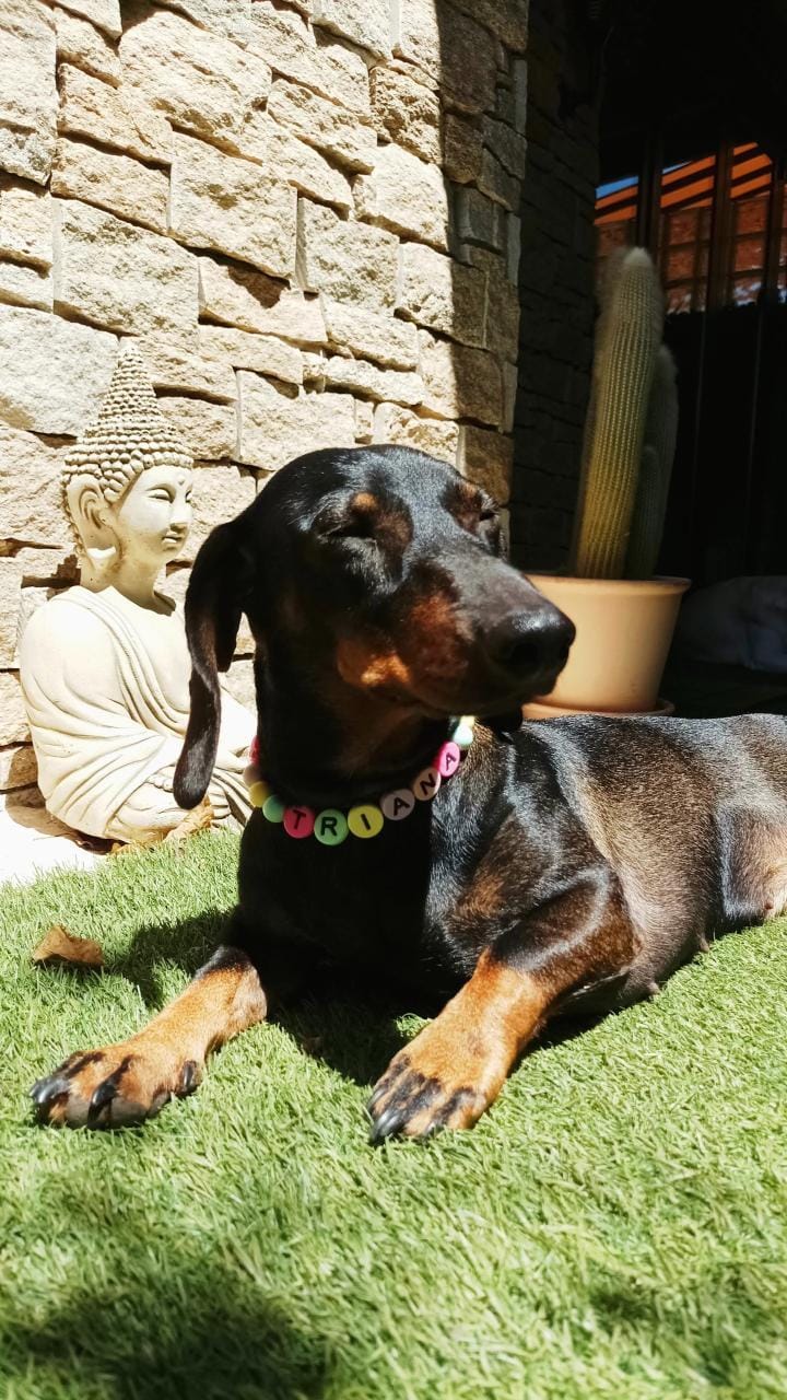 💫 Crea tu collar 💫